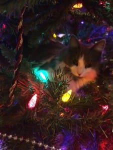 Crazy christmas outlet cat