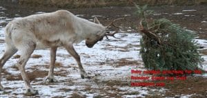 This was from the reindeer Christmas tree log toss. This year we have new games!