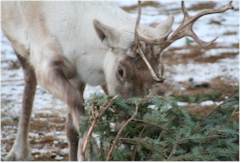reindeer tossing a tree
